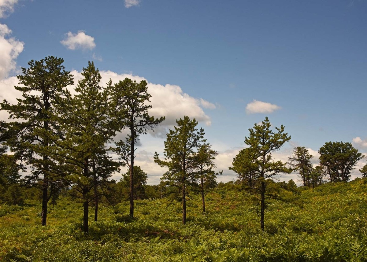 Albany Pine Bush: Gift of the Glaciers