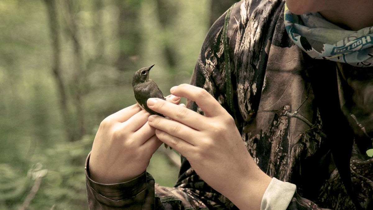 Color banding birds