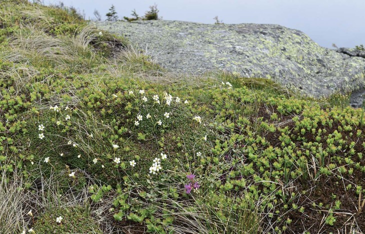 Protecting Alpine Habitats