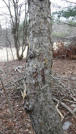 2_apple_tree_hurts_4_14_18_1.jpg