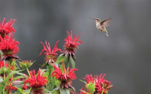 Hummingbird at feeder