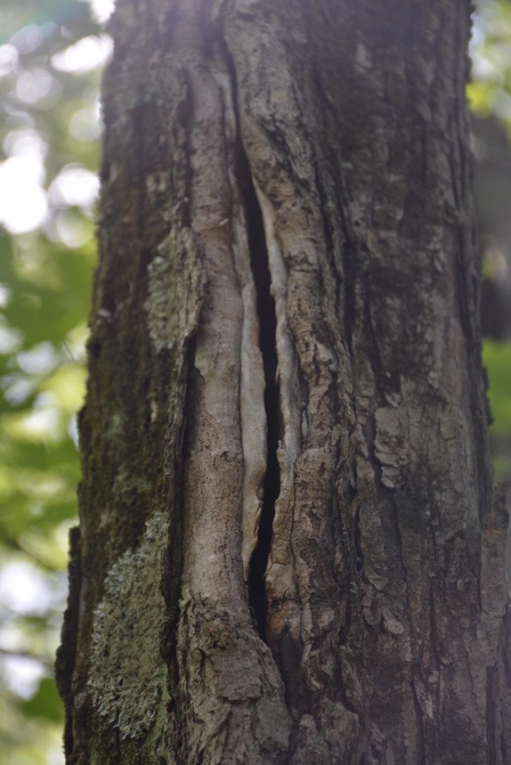 Tree cavity