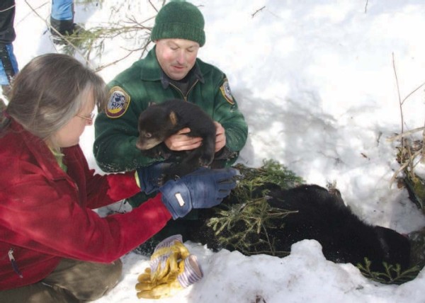 Black Bear Monitoring in New Hampshire