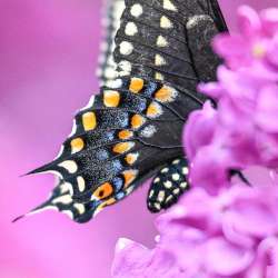 Black swallowtail Photo: Sandy Dannis