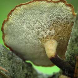 Blackfoot Polypore Photo: Deana Tempest Thomas