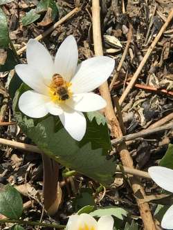 Bloodroot Photo: Mollie Babize