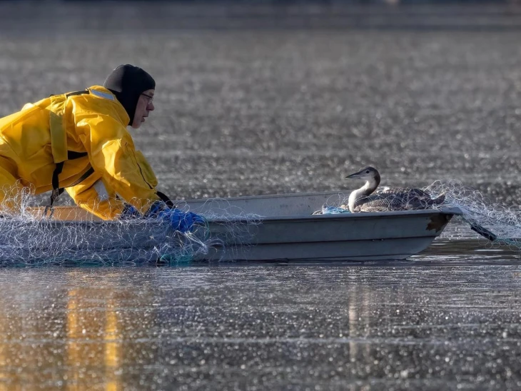 Loon rescue