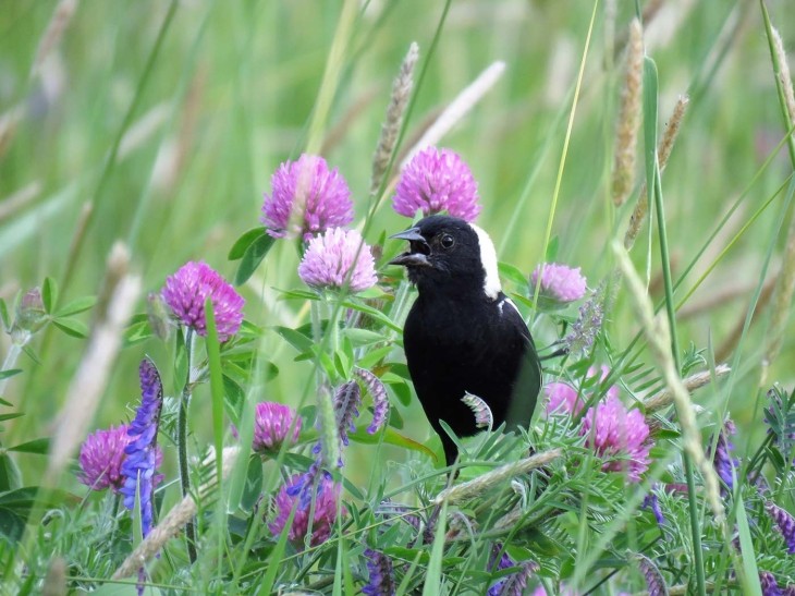 The Bobolink Project