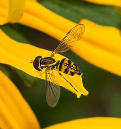 Calligraphy fly Photo: Larry Litke