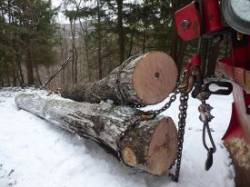 Choker Chains and Cable Sliders Photo: Gordon Gould
