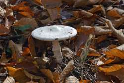 Destroying angel Photo: Judy Sweet