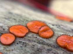 Eyelash cup fungi Photo: Jill DeVito