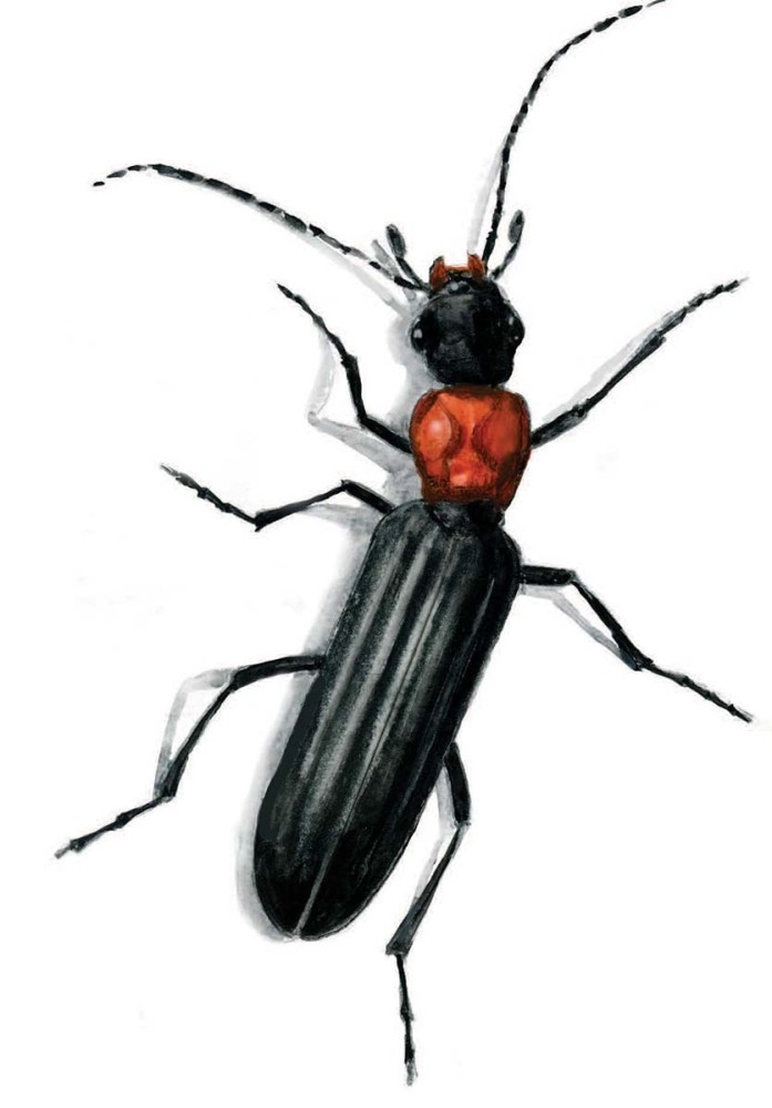 Blister beetle