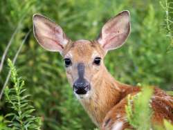 Fawn Photo: Tom Grett