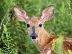Fawn Photo: Tom Grett