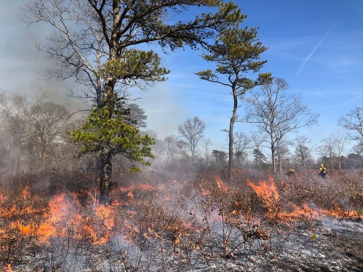 Preserving the Cape Cod Pine Barrens with Fire