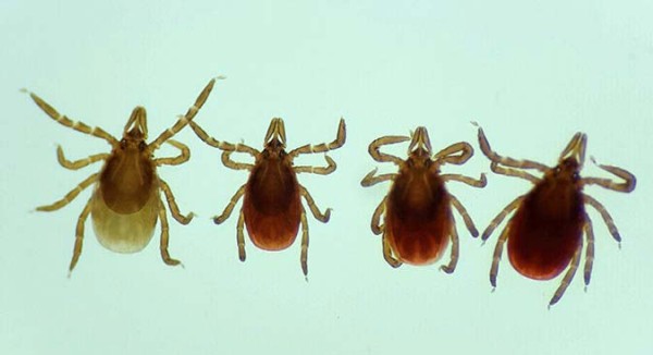 Forest Management Implications for Ticks