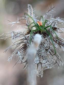 Frozen spider Photo: Meaghan Winders