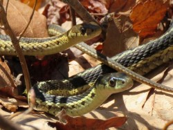 Garter Snakes Photo: Vanessa David