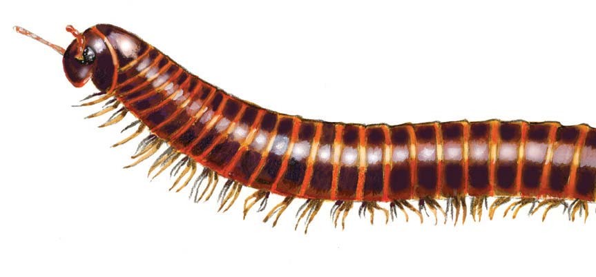 Giant American Millipedes