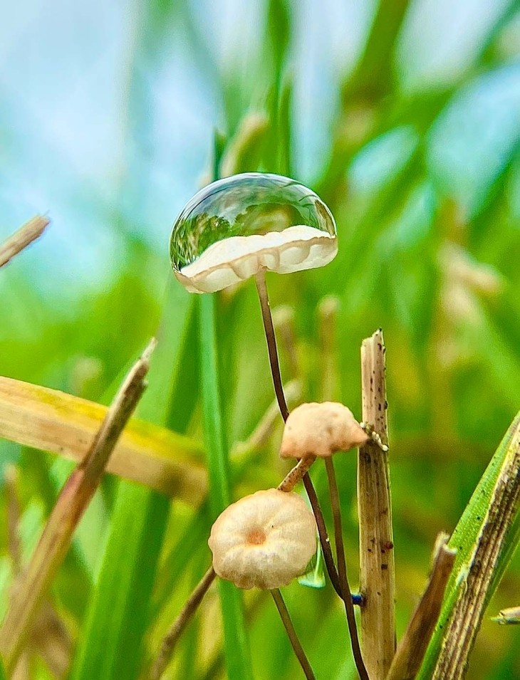 Growth of a Fungi Advocate