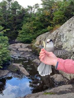 Gray jay Photo: Mary Kent