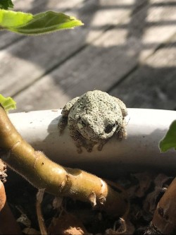 Gray Tree Frog Photo: Sue Stone