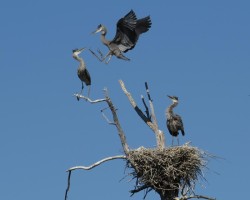 Landing Lessons Photo: Ron Logan