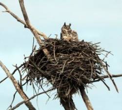 Great Horned Owl Photo: Sheri Larsen