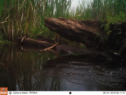 Green Day Photo: Northern Woodlands