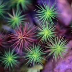 Haircap moss Photo: AM Dannis