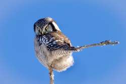 Hawk owl Photo: Danielle Durocher