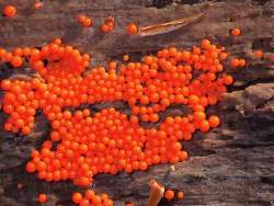 Hemitrichia slime mold Photo: Frank Kaczmarek