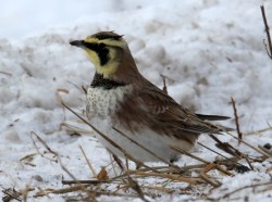 Horned lark Photo: Paul Constantino