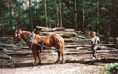 2_horse-logging.jpg