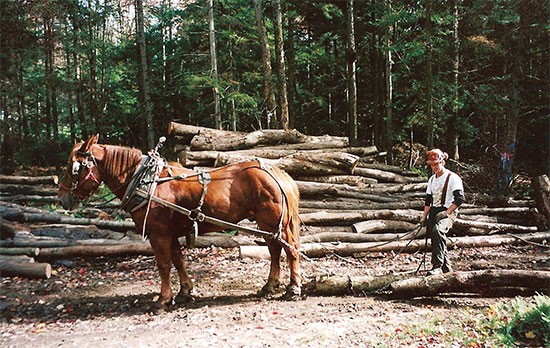 Horse Logging: It Took its Toll