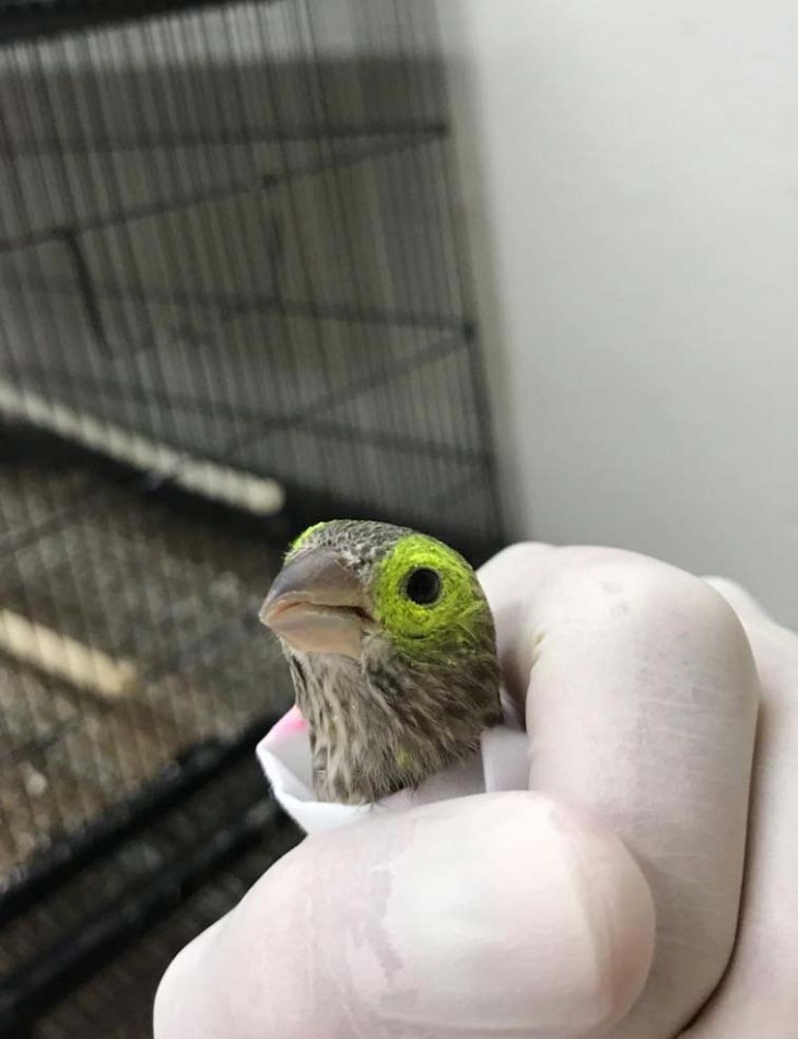 New Insights on the Spread of an Avian Eye Disease