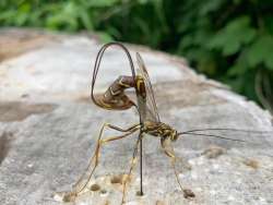 Ichneumonid wasp Photo: Chris Duff