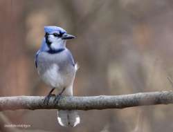 Blue jay Photo: Patrick Stanton