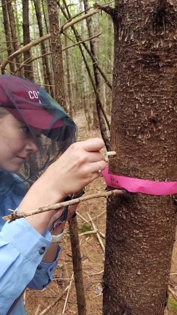 Kelly French: Helping to Steward Maine’s Forestlands