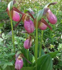 2_lady_slippers_may.jpg
