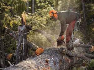 A Logger’s View from a Shelterwood Harvest thumbnail