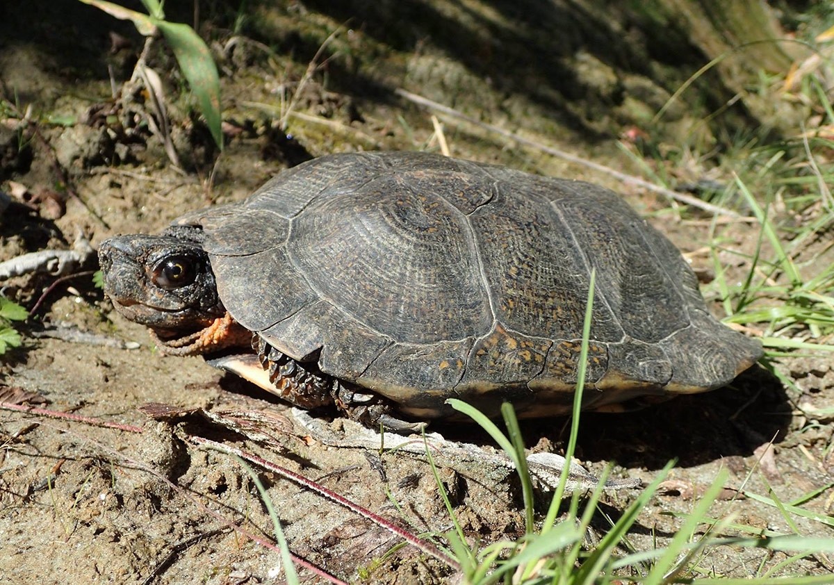 Lisabeth Willey Works for the Turtles