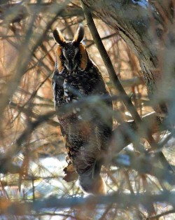 Long Eared Owl Photo: Tami Gingrich