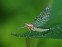 Mayfly Photo: Charlie Schwarz