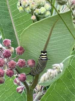 Monarch on milkweed Photo: Brinna Sands