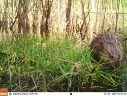 He’s Even Been in the Onion Patch Photo: Northern Woodlands