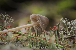 Mycena mushroom Photo: Brandon Sorg