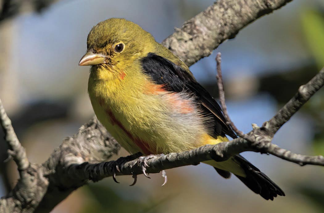 The Little-known Wonders of Avian Molt