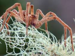 Nursery Spider Photo: Frank Kaczmarek